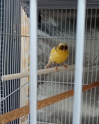 Canarino gloster femmina