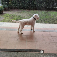 Lagotto Romagnolo per monta