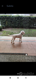 Lagotto Romagnolo per monta