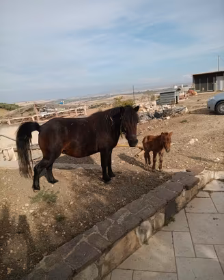 Pony femmina con puledra