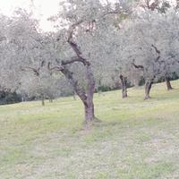 ulivi con terreno