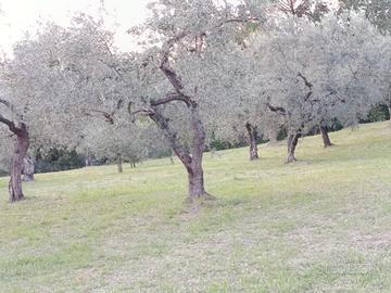 ulivi con terreno