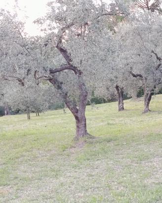 ulivi con terreno