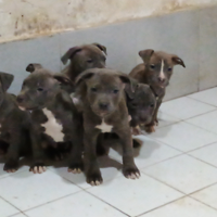 American pit bull blunose pitbul pittbull Amstaff