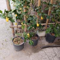 piante di limone