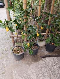 piante di limone
