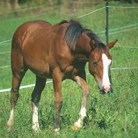 Puledro quarter horse SGW e Gunnatrashya