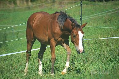 Puledro quarter horse SGW e Gunnatrashya