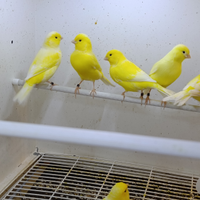 Canarini gialli 2025