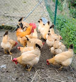 La gallina Bionda delle Crivelle