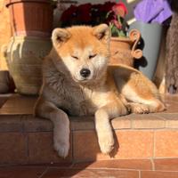 Akita inu