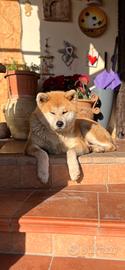 Akita inu