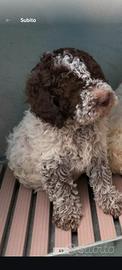 Lagotto cuccioli pedigree Roi da Tartufo