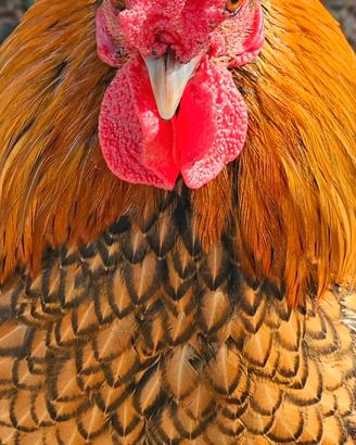 Galletti razza subright da riproduzione