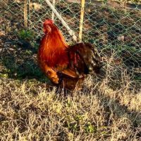 Si accettano proposte