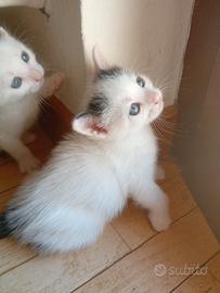 Gattini da Sogno: Van Candidi, Arlecchini, neri