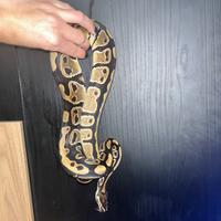 Serpente Python regius pitone reale 100% het pied