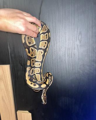 Serpente Python regius pitone reale 100% het pied