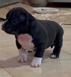 American bully