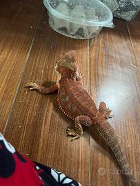 Drago barbuto-pogona