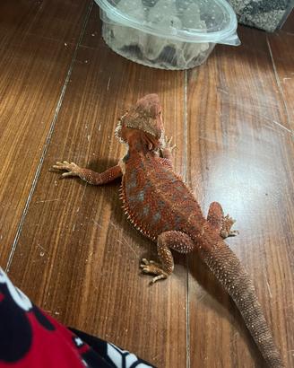 Drago barbuto-pogona