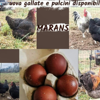 Marans