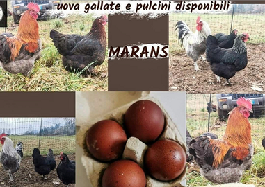 Marans