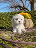 cuccioli-maltesi