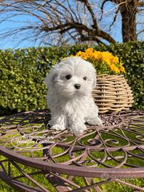 Cuccioli Maltesi