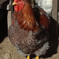 Gallo wyandotto