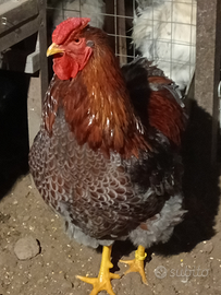 Gallo wyandotto