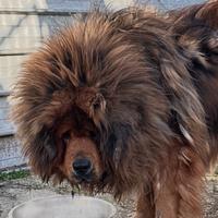 Ultimo Mastino Tibetano