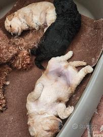 Cucciolata di barboncini nani