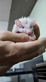 riccio africano albino 