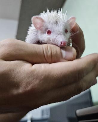 riccio africano albino 
