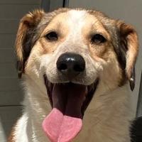 Cookie, 4 anni taglia media, 17 kg circa