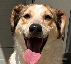 Cookie, 4 anni taglia media, 17 kg circa