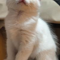 Cuccioli Ragdoll