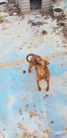 Sono l'ultima femminuccia rimasta ?