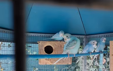 Cocorite giovani