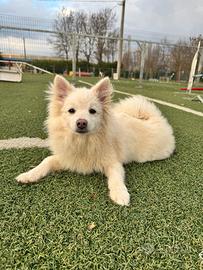 Volpino Italiano Cucciolo MASCHIO