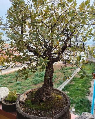 Bonsai Salentini