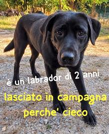 Aron labrador retriever 2 anni