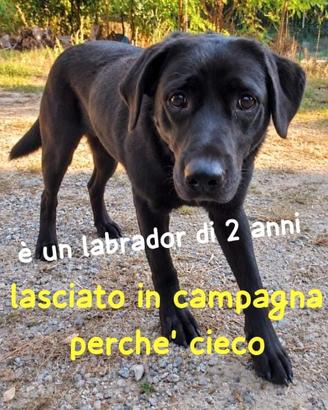 Aron labrador retriever 2 anni