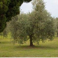  30 olivi  da olio