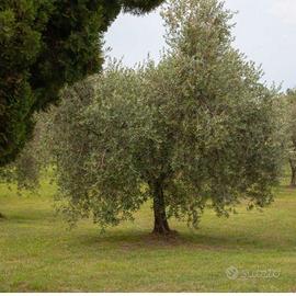  30 olivi  da olio