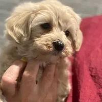 Cuccioli di maltipoo