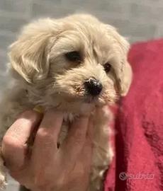 Cuccioli di maltipoo