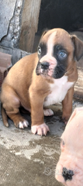 Disponibili due cuccioli di boxer
