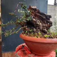 bonsai